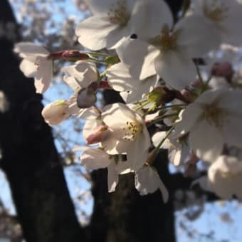 石神井川沿いの桜