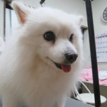 常勤看板犬のポン太が、突然、虹の橋を渡ってしまいました。