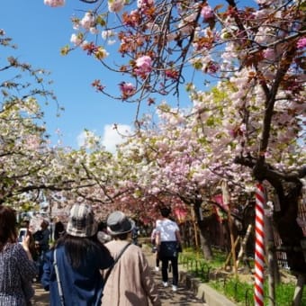 【桜旅・関西】　大阪造幣局・桜の通り抜け　その２