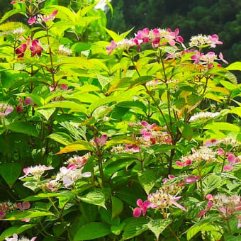 暑いけど　紫陽花散策。