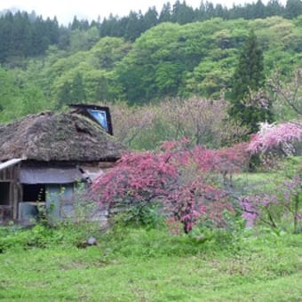手這坂のモモ