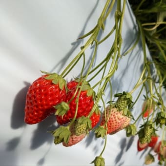 昨日、苺狩りに行ってきました🍓