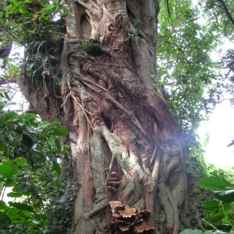 屋久島の続き