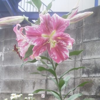 降ったり止んだり梅雨