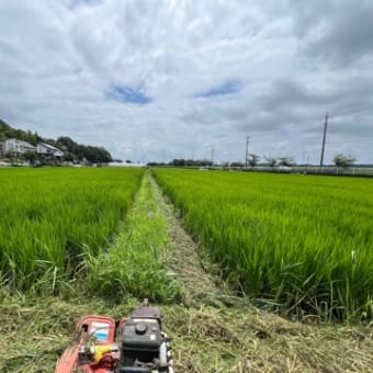 今日も草刈り