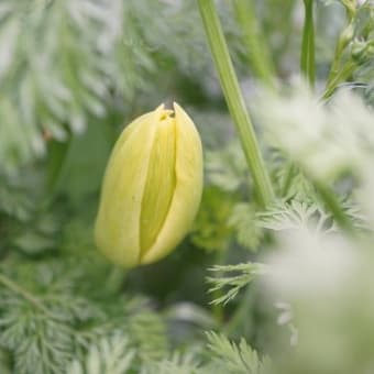 買い物ついでに花散歩＆我が家のチューリップ