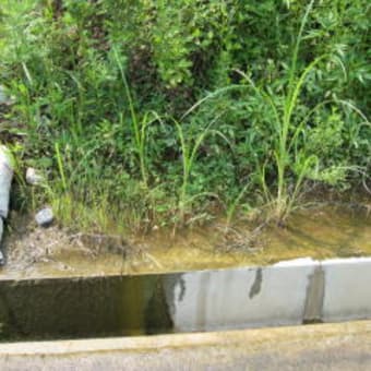 築地を守る（5）　豊洲　現地に立つ
