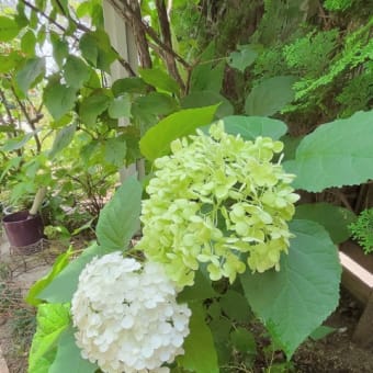ずっと探していたトレニアが届いて🎁＆月桃の花