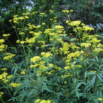 植物は季節を忘れない。