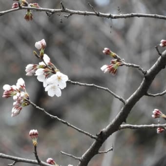 【カシャリ！　ひとり旅】 東京都の桜開花宣言２０２２　サクラの写真を撮りました