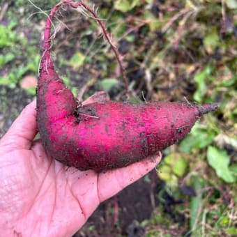 芋掘り続報