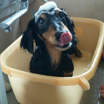 お風呂🐶🎵お風呂🐶🎵