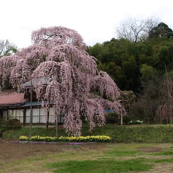 横田陣屋御殿桜