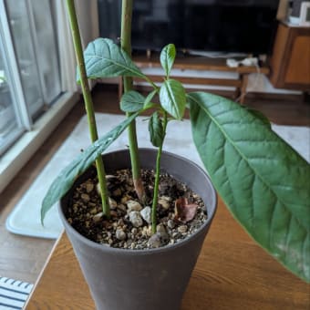 こんなん見つけました。