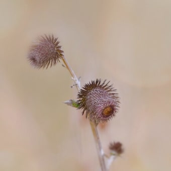 平尾台～ムラサキセンブリと秋の野草たち