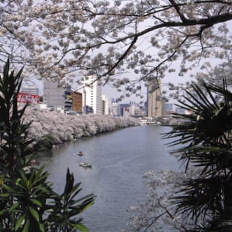 飯田橋　外濠の桜　その四