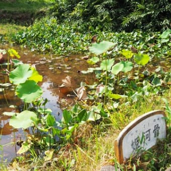 可児市の薬王寺