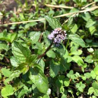 はじめて見ましたミントの花