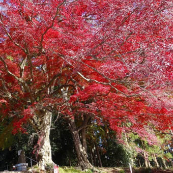 紅葉・イロハモミジ