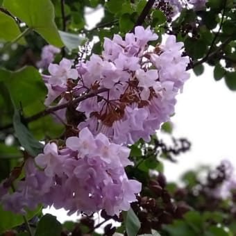 桐の花　　～会津の旅②