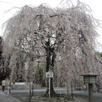 京都～桜めぐり～