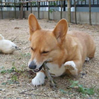 噛み噛み