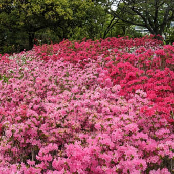 葛西・総合レクリエーション公園　ツツジが見頃です