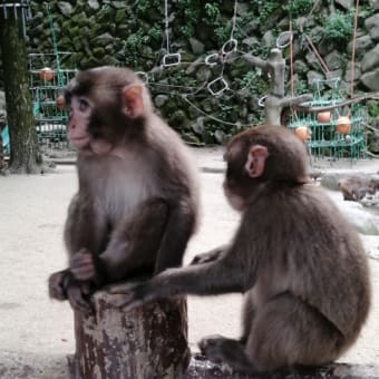 サンフラワーの旅  10  別府　高崎山のおさるさん