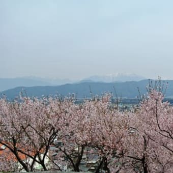 桜　1（春日城址公園・光前寺）