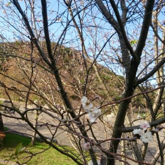 中央公園の桜