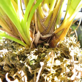 富貴蘭 「満月」 (Vanda falcata 'Mangetsu') - ベランダ蘭 富貴蘭 「満月」 (Vanda falcata 'Mangetsu') - ベランダ蘭