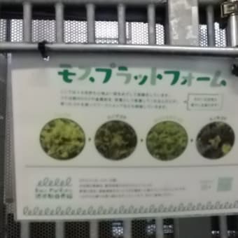 渋谷駅でコケに水やりができる？！
