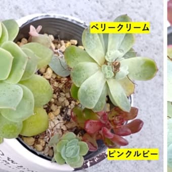 銘月と寄せ植えミニマル　他　20250706