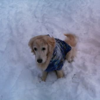 う～に～と雪