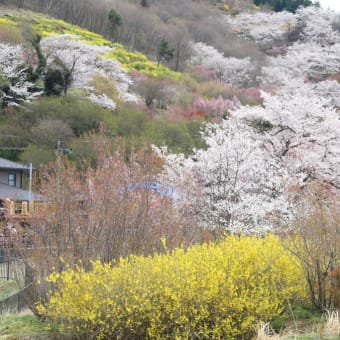 花見山