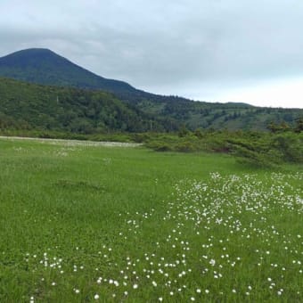 八甲田大岳と仙人岱･毛無岱湿原の花