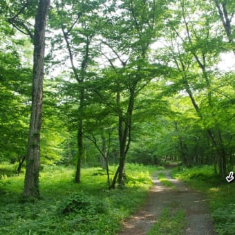花の端境期の水林自然林には菌従属栄養植物などが（2025.6.8）#2 そして四季の里バラ園に