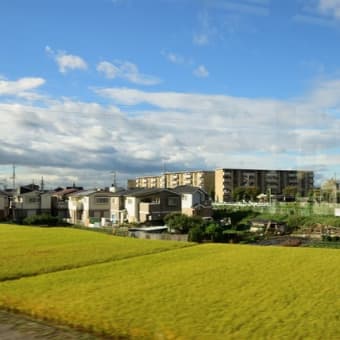 輝く稲穂　関空快速の車窓から