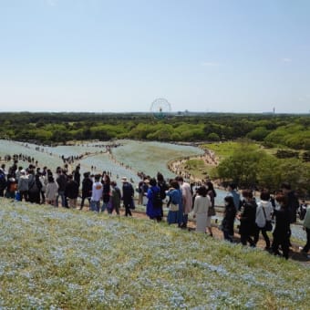 ネモフィラと大洗磯前神社