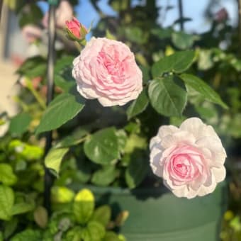 開花宣言