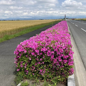 「佐賀空港道路沿いの満開のツツジ：喧騒の中の癒しと美」ダンプカーが1日に500台～