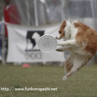 フリスビードック　ファイナル