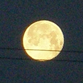 エサが