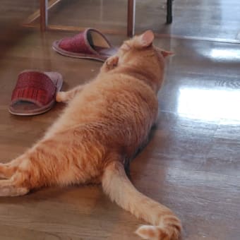 庭にアゲハ蝶