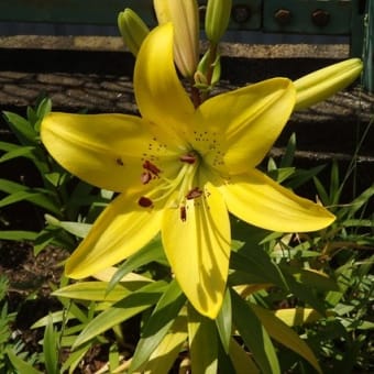 参道の緩い坂道百合の花（愛宕神社）