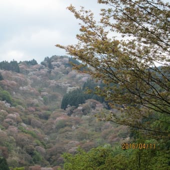 千本桜桜