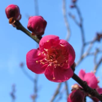 パンフレットに誘われて・・・・・