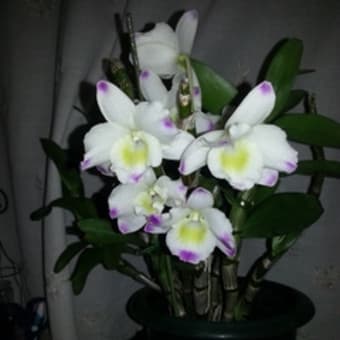 花たち