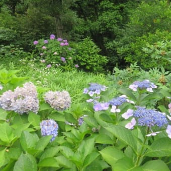 2017年6月27日　火曜日　「椿山荘」②