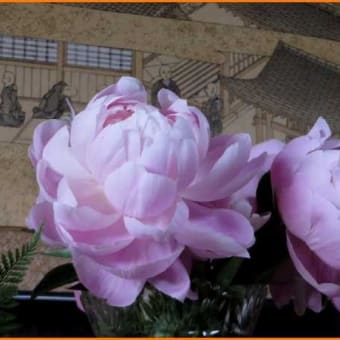 今年も「芍薬の花」とどく